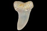 Mako Shark Tooth Fossil - Sharktooth Hill, CA #94667-1
